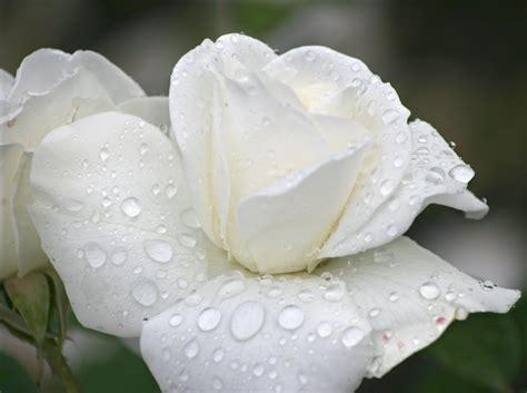 Flower Photos White Rose With Raindrops