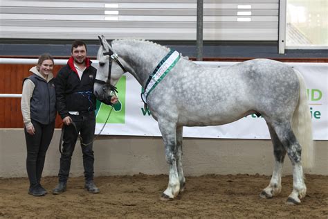 Stallion Selections Horse Sport Ireland