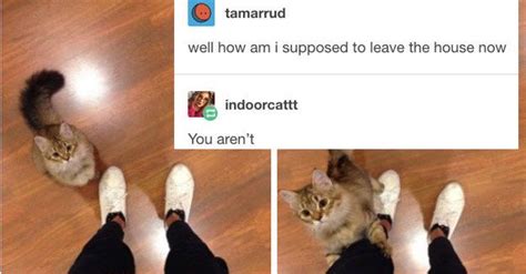 31 tumblr posts about cats that you absolutely need to see right this minute premium wordpress