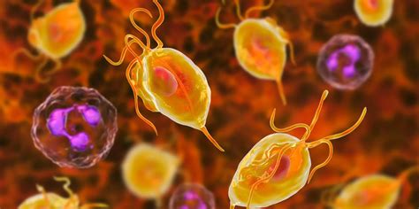 How To Treat Trichomoniasis The Sexually Transmitted Parasite That Infects 2 Million People In