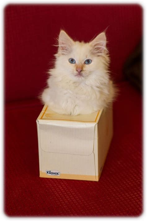 Mostlycatsmostly Fluffy Animals Cats And Kittens Cat Box