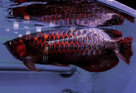 20 Jenis Ikan Indonesia Ini Masuk Daftar Dilindungi