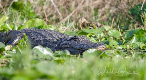 Giant Okefenokee Alligators William Wise Photography