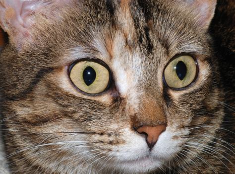 Cat Eye Health Cat Diabetes And Cat Care