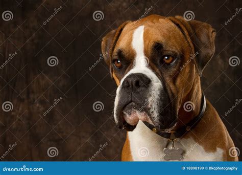 Boxer Dog Portrait Stock Image Image Of Canine Portrait 18898199