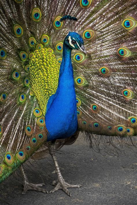 Definition of proud as a peacock in the definitions.net dictionary. A journey through Jurong Bird Park - About Wild Animals