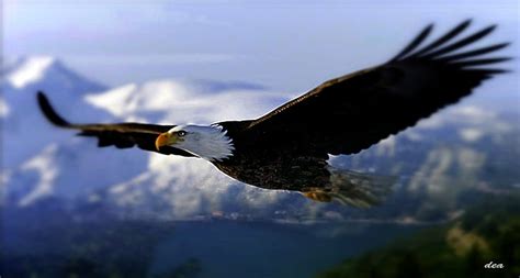 Hd Wallpaper American Eagle Flying In The Sky Bald Eagle Eagle
