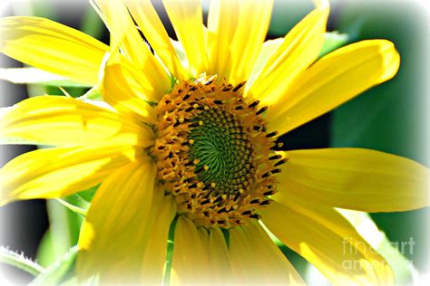 Sunny Sunflower Photograph By Lila Fisher Wenzel