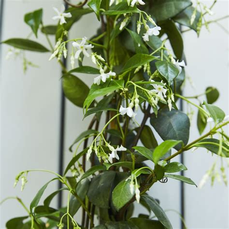 Climbing Jasmine — Plants Patch