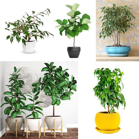 Breathe Easy How To Purify The Air With 8 Indoor Plants Arizona