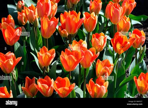 Orange Tulip Tulipa Orange Emperor Fosteriana Group Flower Bloom