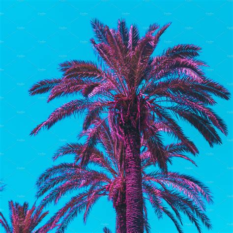 Pink Palm Trees Bright Colors High Quality Nature Stock Photos