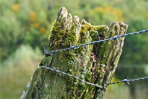 Free Images Landscape Tree Nature Forest Branch Barbed Wire
