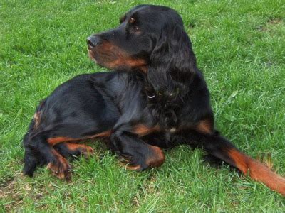Martha is a vet tech / receptionist at valley view vet in st. Gordon Setter Puppies Breeders Setters