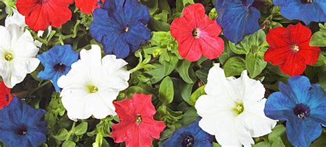 Plant A Red White And Blue Flower Garden