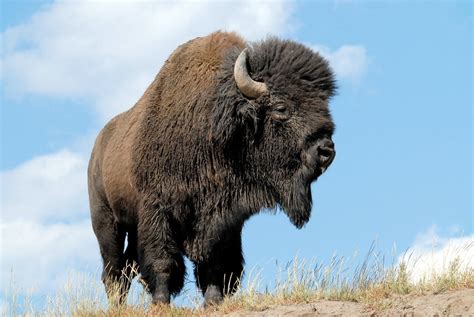 White Wolf A Woolly Homecoming Crowd Cheers As 34 Wild Bison Are