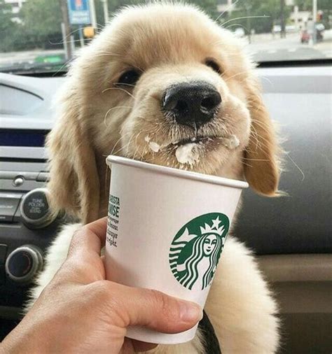 What Is The Puppy Drink At Starbucks