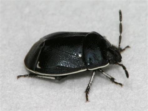 Shiny Black Bug With White Edging The Backyard Arthropod Project