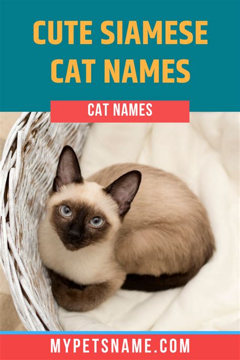 Cute Siamese Cat Names Siamese Cats Cat Names Kitten Names