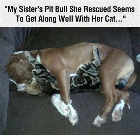 Pit Bull Cuddling With A Cat Pictures Photos And Images