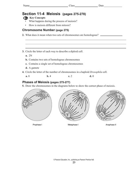 In this activity, you will use the following web pages to examine the processes of mitosis and meiosis. 11.4 Meiosis Visual Quiz Answer Key + mvphip Answer Key