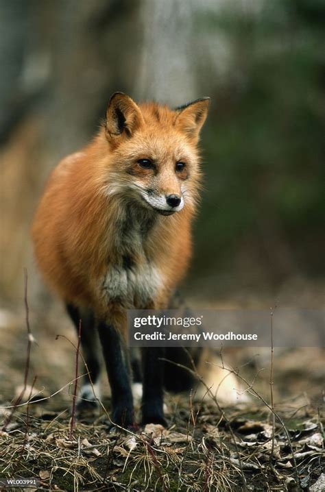 Red Fox High Res Stock Photo Getty Images