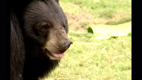Asiatic Black Bear Videos And Hd Footage Getty Images