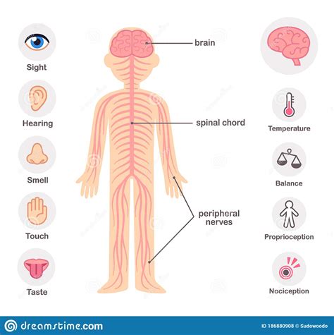 Nervous System Diagram Chart Human Male Female Body Central And