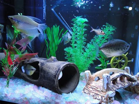 Biologia Aquario Agua Doce