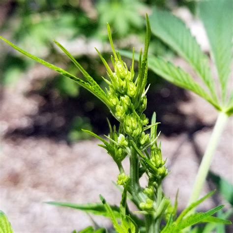 Learn to identify aquatic species in indiana. Identify Male and Female Cannabis Plants | Equilibrium ...
