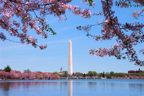 Pictures Of Cherry Blossoms In Washington Dc Where To See Amazing Views Of The Cherry Blossoms