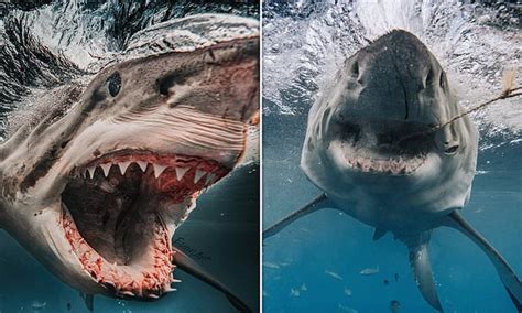 brutus the battle scarred great white shark lunges at bait in stunning close up footage [video]