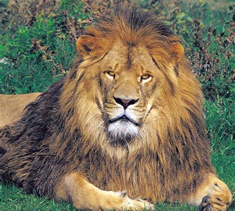 Youtube African Lion Safari Lomiimg