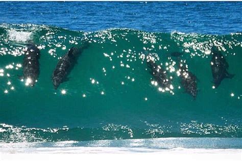 Image Result For Zuma Beach Dolphins Surfing Beautiful Beach