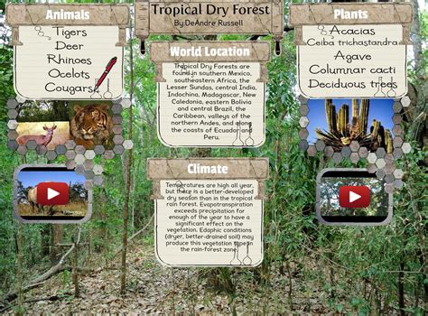 Tropical Dry Forest Tropical Forest Plants Forest