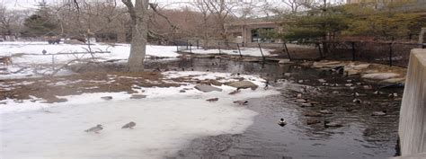 Buttonwood Park Zoo A Small Scenic Zoo In New Bedford Massachusetts