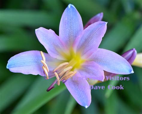 Purple Amaryllis Flower Digital Macro Photo Download Flowers