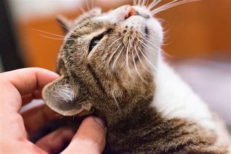 5 Tips For Choosing The Right Cat Breed For Your Personality Demotix
