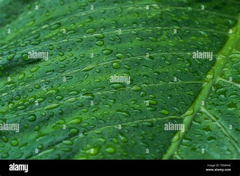 Leaf Of Night Scented Lily Stock Photo Alamy