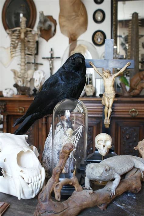 Curiositéetaxidermiecranesétrangepeu Commun Original Gothic