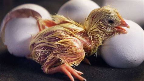 Baby Chick Hatchinghen Harvesting Eggs To Cute Chickshow Newly