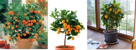 Grow Mandarin Orange Trees Indoors