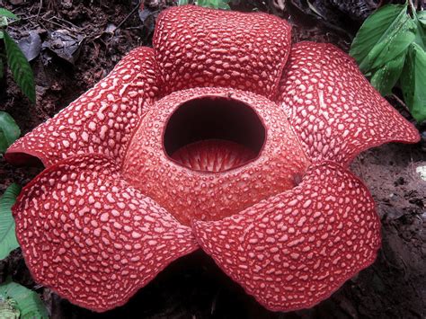 Rafflesia Arnoldii Pro Landscaper Magazine