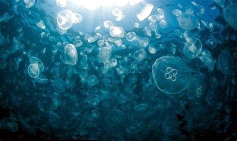 Moon Sea Jelly Ocean Treasures Memorial Library