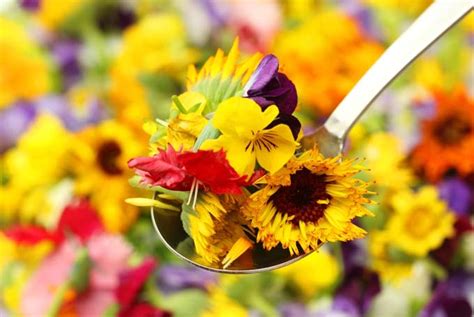 Add Beautiful Edible Flowers To Your Cooking Foodal
