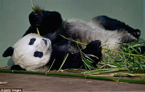 Edinburghs Giant Panda Tian Tian Is Pregnant Say Zoo Bosses Daily