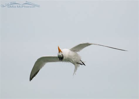 Royal Tern Over On The Wing Photography