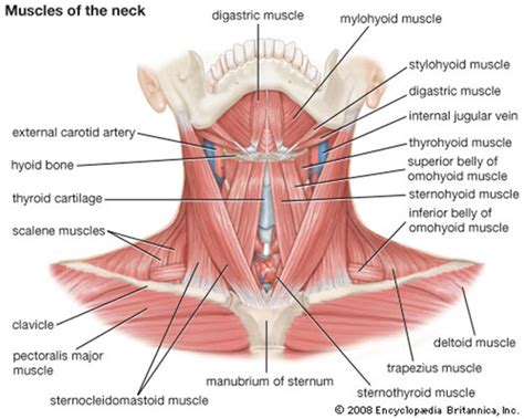 The clavicle, or collarbone, lies horizontally at the root of the neck. Muscle Charts - MassageLongBeachCA.com