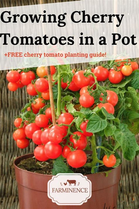 Want To Know How To Grow Cherry Tomatoes Learn Everything You Need To