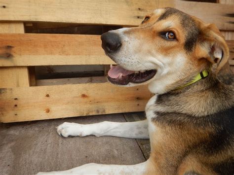 Pin By Beth Lafrenz On Dogs Treeing Walker Coonhound Siberian Husky